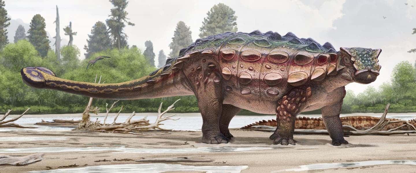 Ankylosaur art.