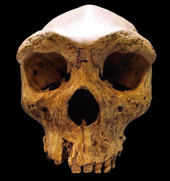 "Broken Hill Skull" from Kabwe, Zambia (replica, Museum Mauer, near Heidelberg, Germany). Credit: Wikimedia Commons.