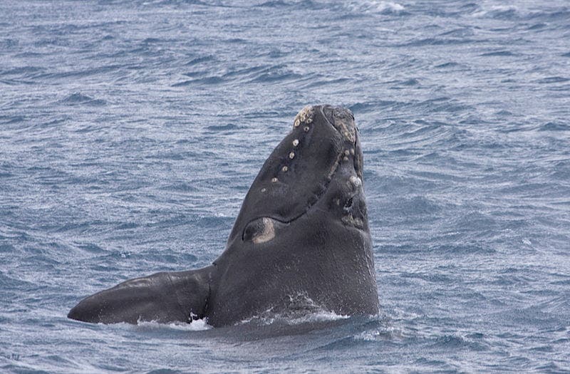 Southern Right Whale.