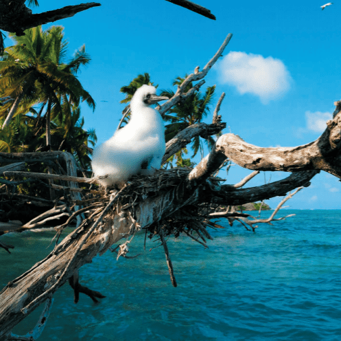 Booby chick on a nest above a coral-reef lagoon in the Chagos Archipelago. Rat-free islands have substantially more seabirds than rat-infested islands. Image credits: Graham et al.