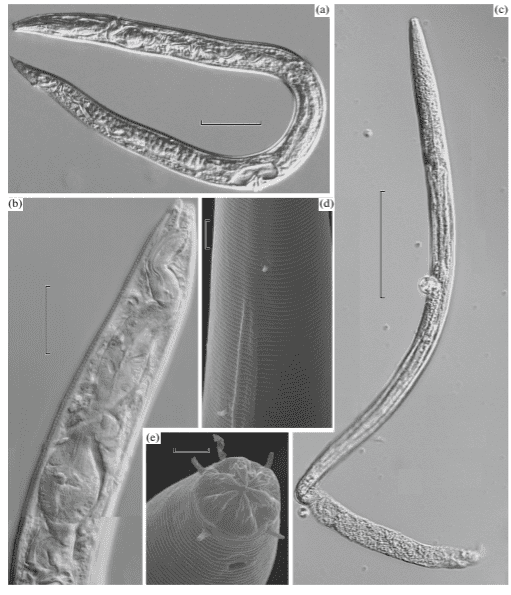 The nematodes isolated from Pleistocene permafrost deposits of the Kolyma River Lowland. Image credits: Shatilovich et al.
