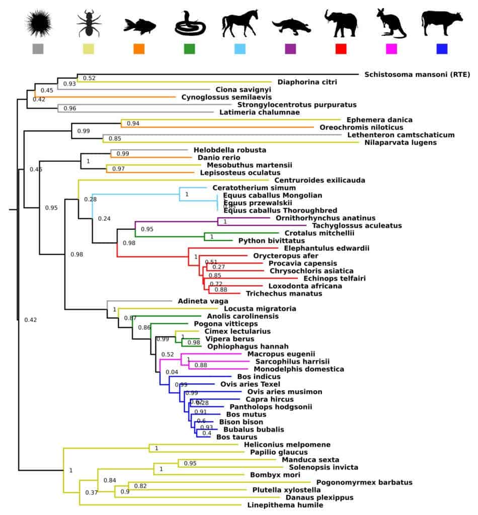 The BovB jumping genes has appeared in many species that are wide apart on the evolutionary tree. Credit: University of Adelaide. 