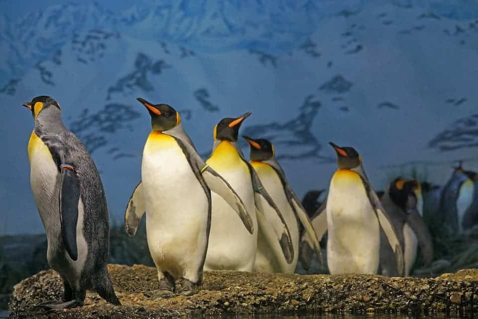 King penguins. Credit: Pixabay.