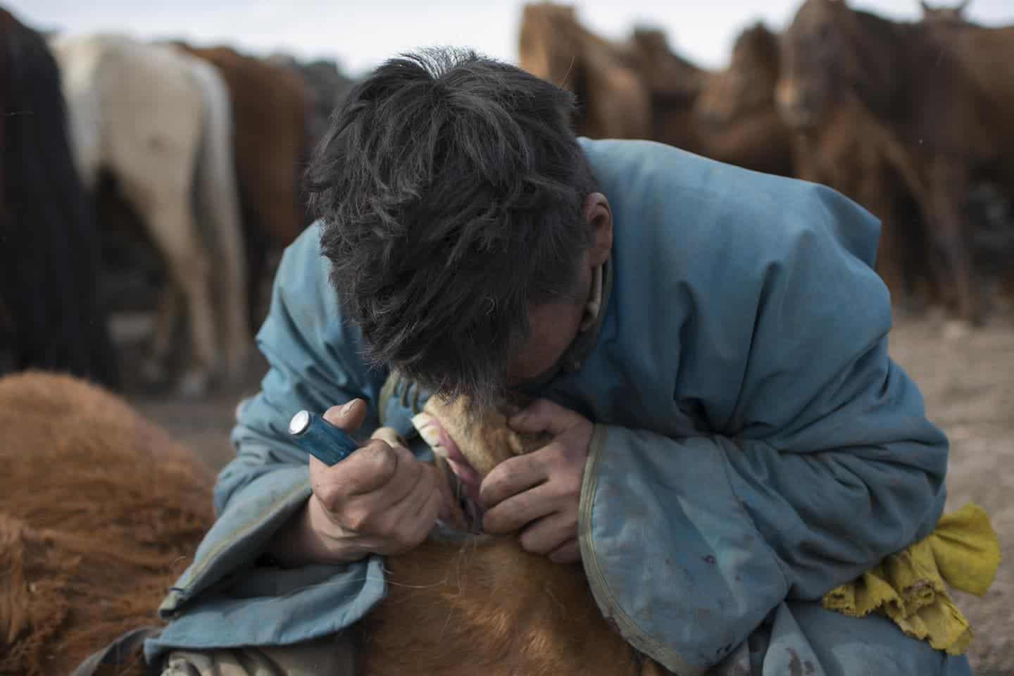 Mongolian herder removing first premolar, or 'wolf tooth', from a young horse during the spring roundup using a screwdriver. Credit: Dimitri Staszewski. Taylor et al. 2018. Origins of Equine Dentistry. PNAS.
