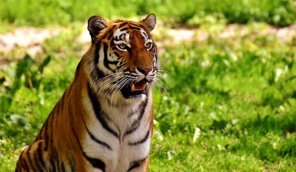 The tiger was found to be the most popular animal. Tigers are large, majestic predators, and they're also seriously endangered.