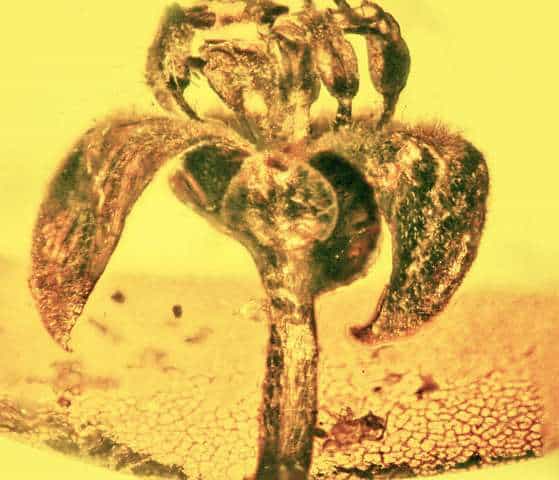 An ancient flower preserved in amber. Image credits: Oregon State University.