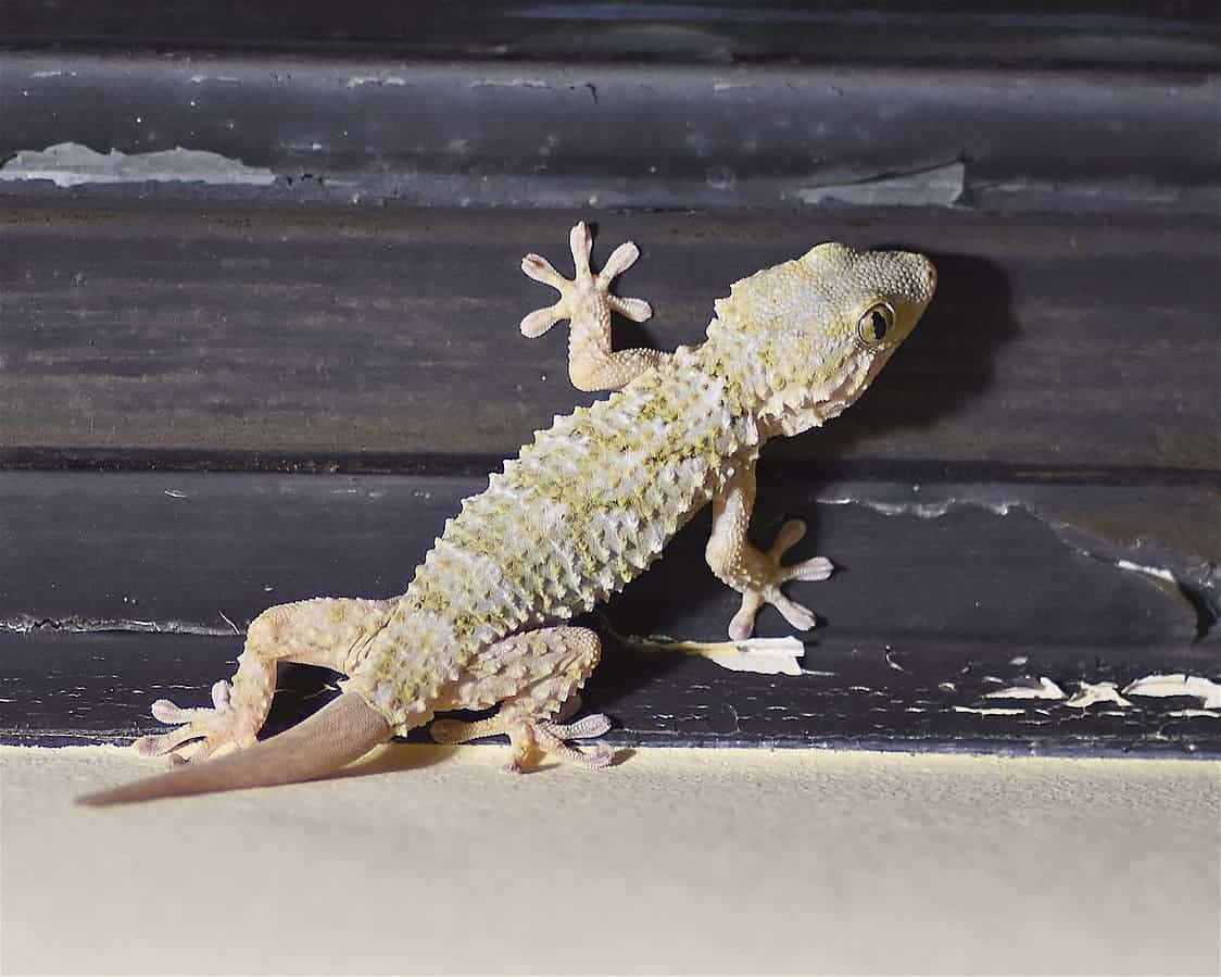 A lizard with a newly grown tail. Image credits: Francois Mignard.