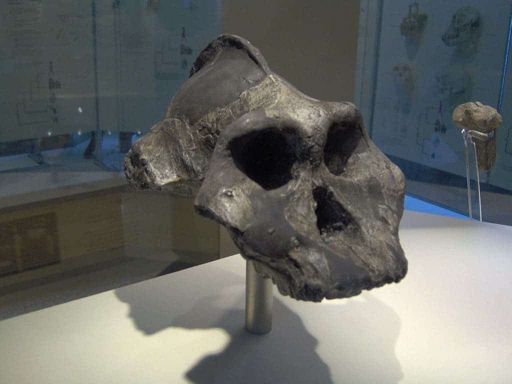 Paranthropus aethiopicus skull (