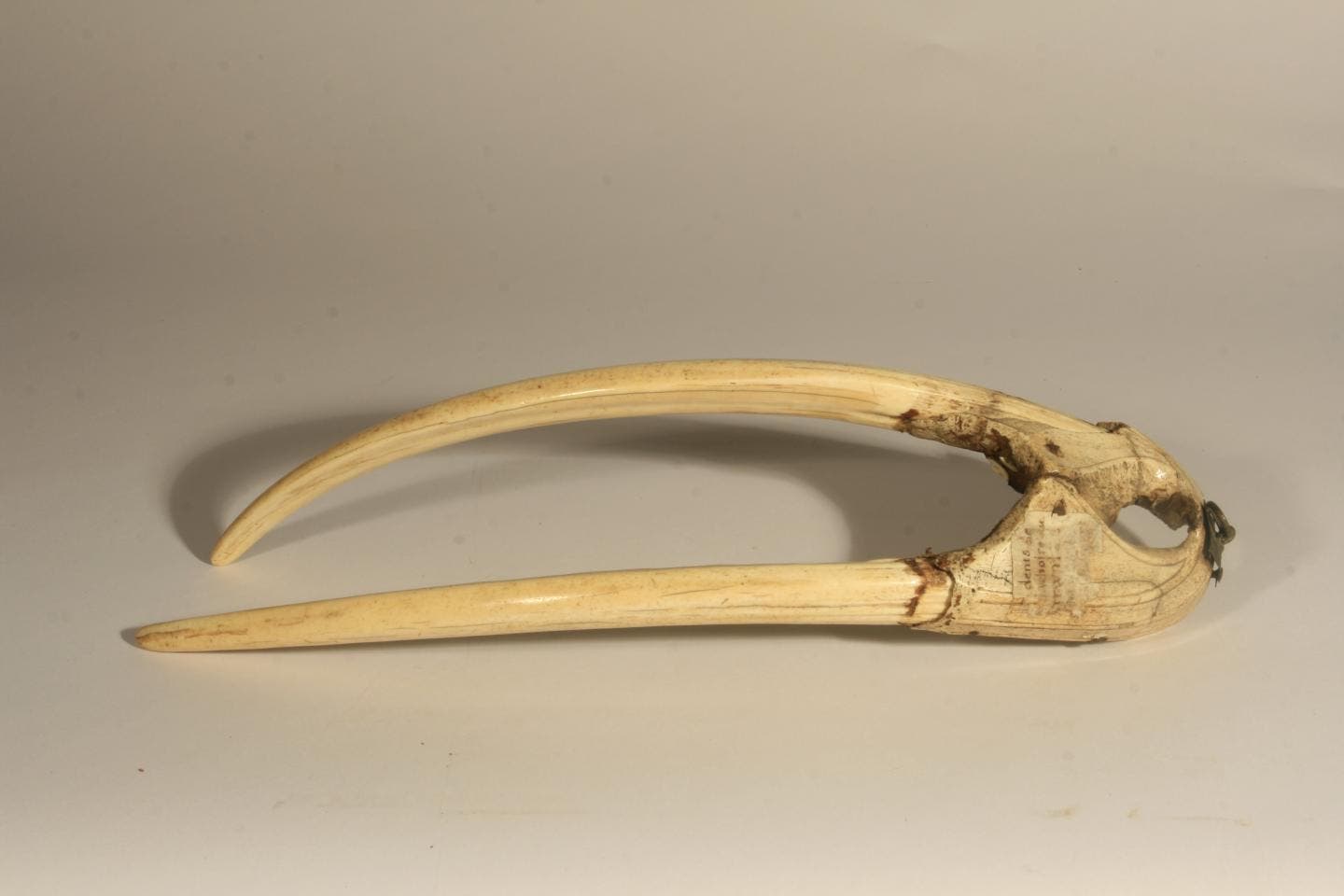 Walrus upper jaw bone.