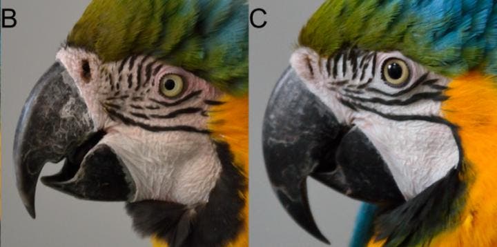 This is a 'Blushing' macaw (left) compared to a 'non-blushing' macaw (right). Image credits: A. Beraud.