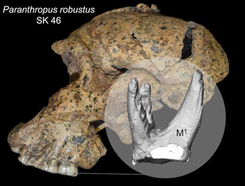 P. robustus skull.