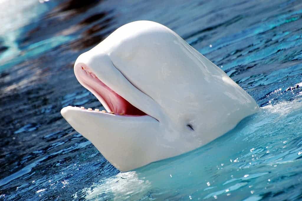 Ones study found that 27% of Beluga whales swiming in a highly polluted area had cancer. Credit: Steve Snodgrass, Flickr. 