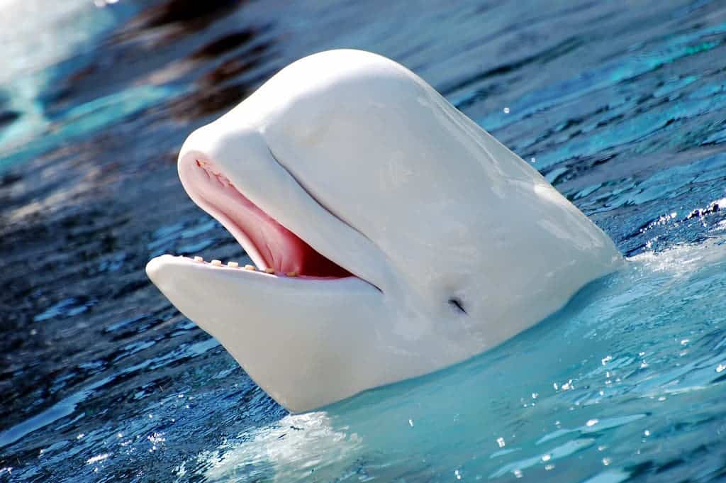Ones study found that 27% of Beluga whales swiming in a highly polluted area had cancer. Credit: Steve Snodgrass, Flickr.