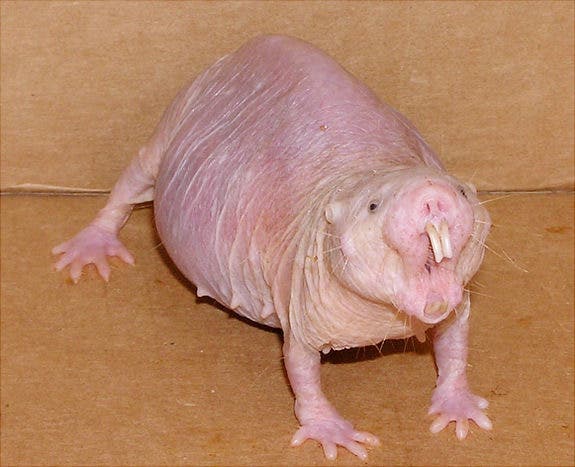 Naked mole-rat. Image credits: Buffenstein/Barshop Institute/UTHSCSA.