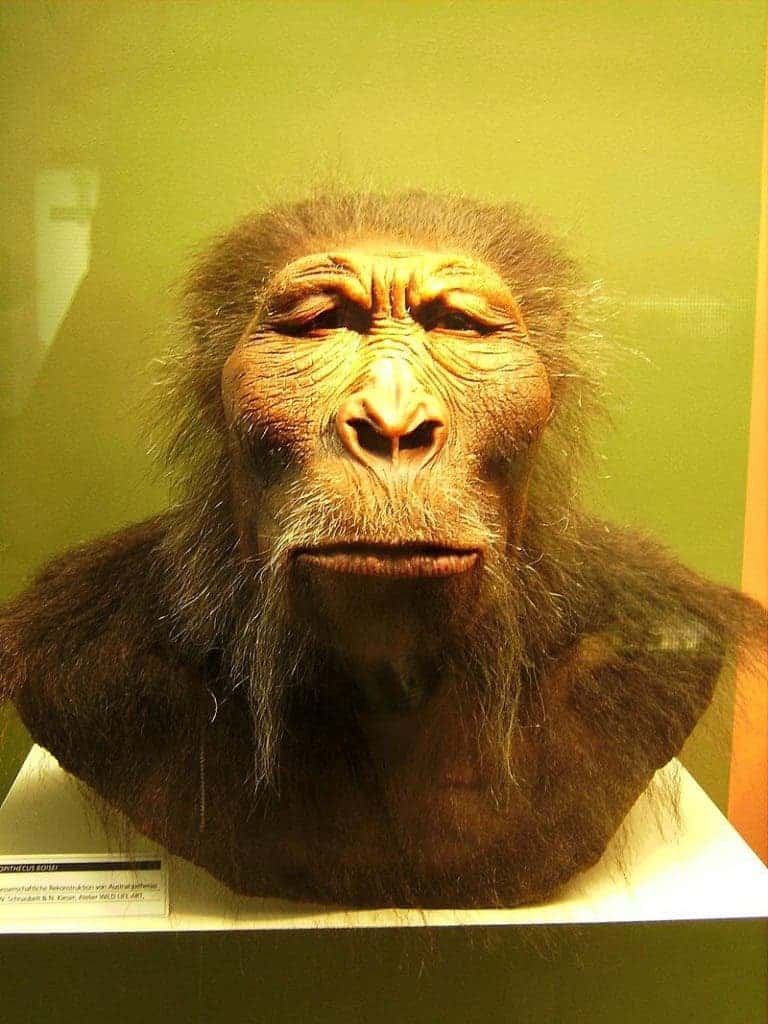 Paranthropus boisei reconstruction. Credit: Wikimedia Commons.