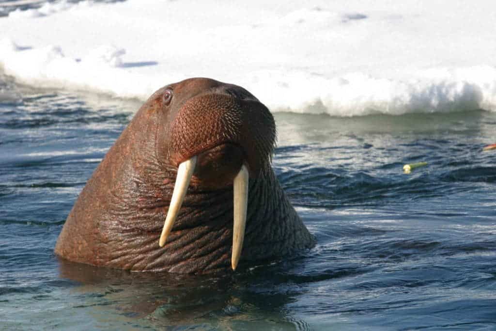 Walrus head.