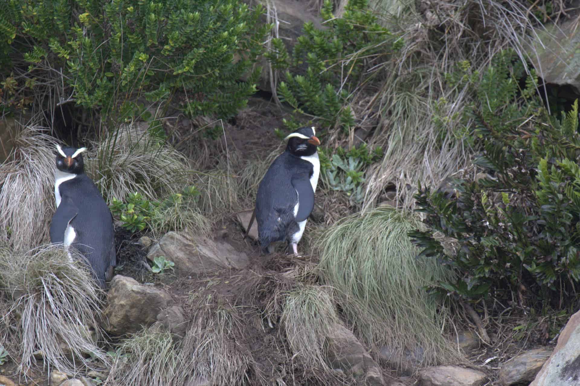 Tawaki penguins. Image credits: travelwayoflife.