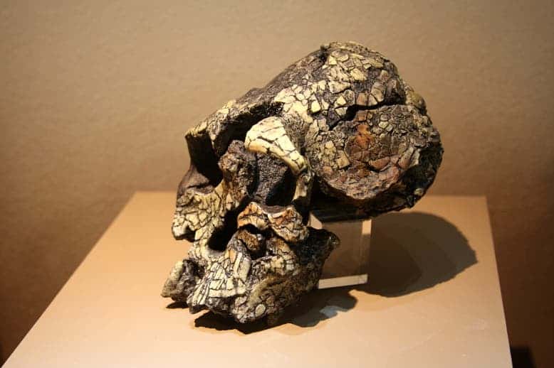Found in Kenya, the fossil is approx. 3,5 mil years old. Its brain size is 350cm³. This is a model of the skull as on display in the Brno museum of evolution named "Anthropos". Credit: Wikimedia Commons.