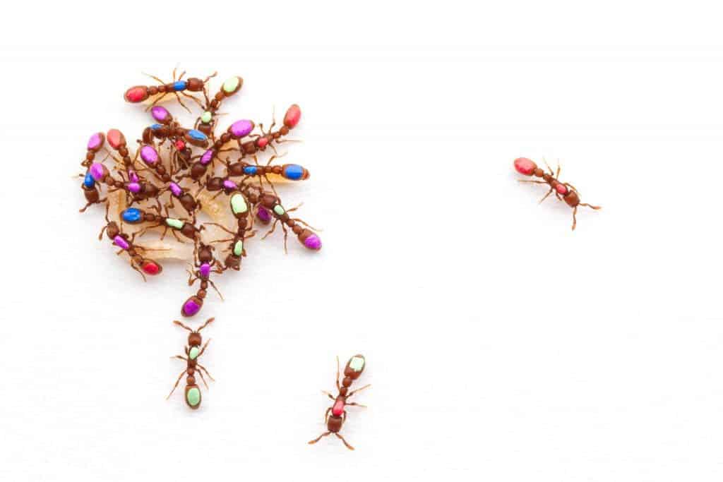 A colony of clonal raider ants forms a dense cluster in which the ants care for their offspring, while some ants sporadically leave the cluster to forage. The ants are marked with individual paint tags for automated behavioral tracking.  Image credits: Daniel Kronauer.