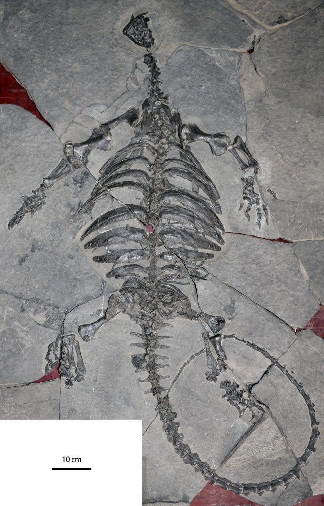 Complete articulated skeleton of Eorhynchochelys sinensis, unearthed from Upper Triassic rock (about 228 years ago) in Guizhou province, China. Credit: Xiao-Chun Wu