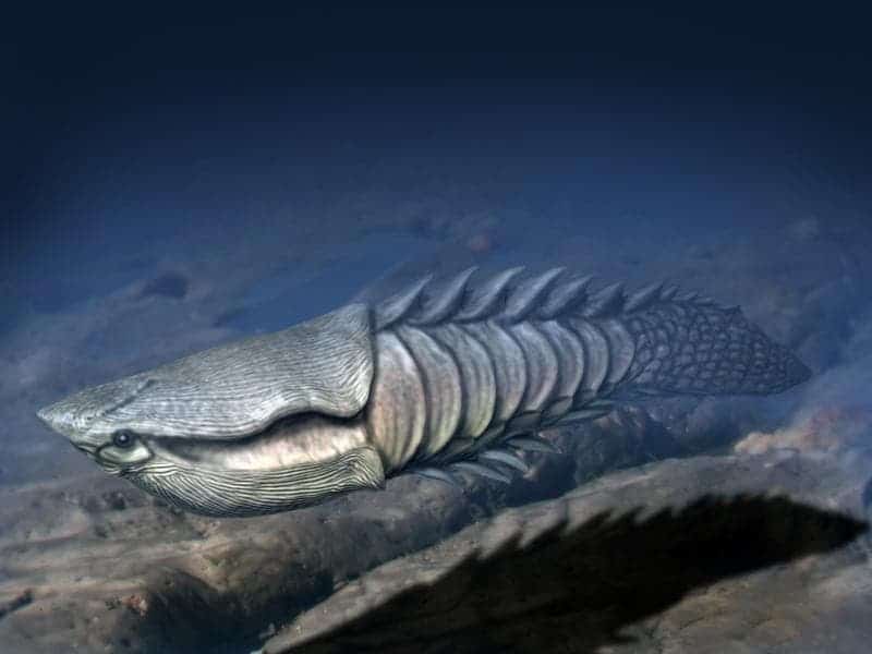The earliest vertebrates with a mineralised skeleton were armoured jawless fishes such as Anglaspis heintzi, a heterostracan that lived approximately 419 million years ago. Credit: Wikimedia Commons.