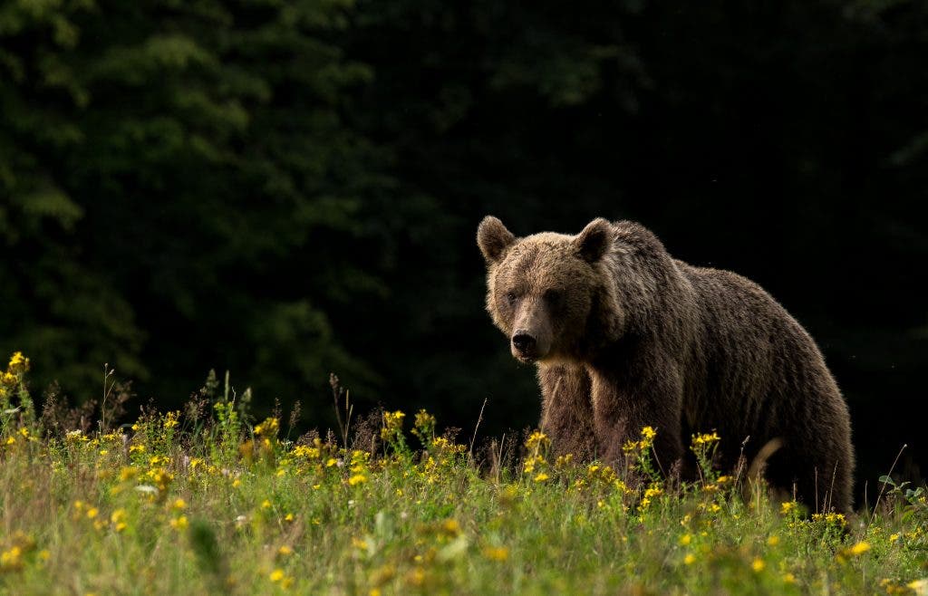 Brown bears, like this one, probably all carry sections of cave bear DNA in their genome. Image credits: Lajos Berde.