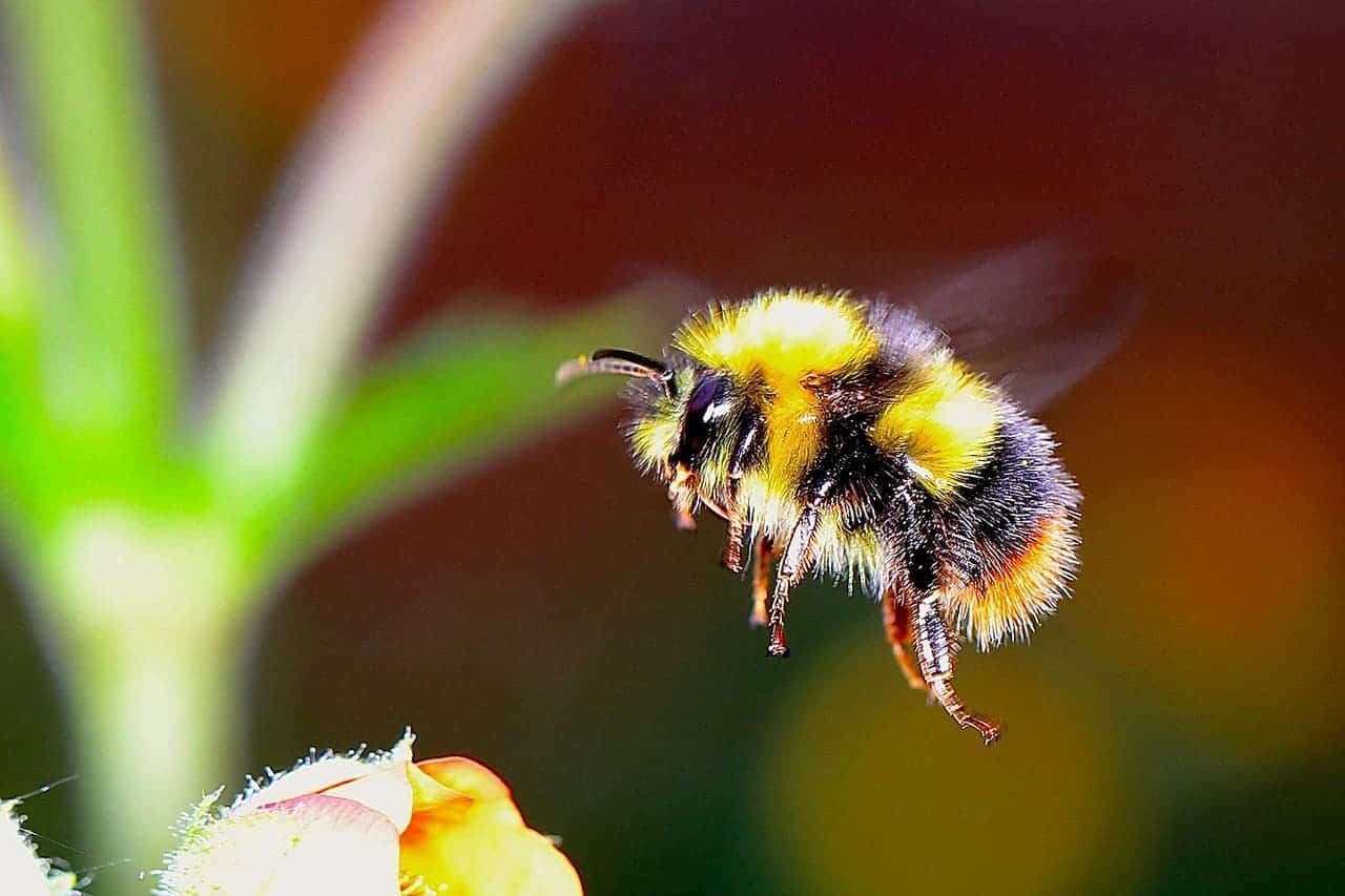 Besides being useful at pollinating, bumblebees are pretty darn cute. Image credits: Pixabay.