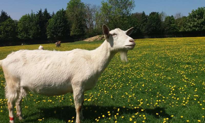 Goats at the Buttercups Sanctuary. Image credits: Christian Nawroth.