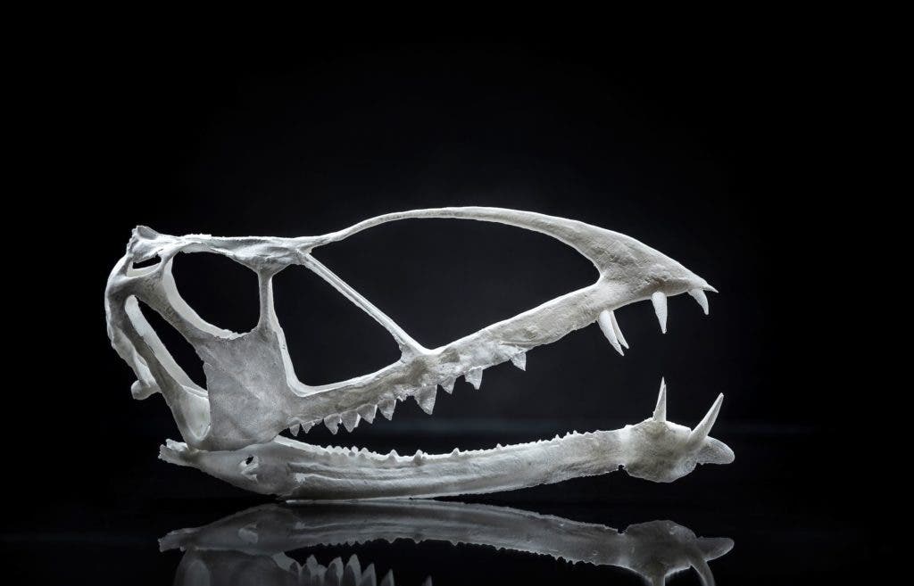 A 3D-printed skull of the newly discovered species. Credit: Nate Edwards, Brigham Young University.