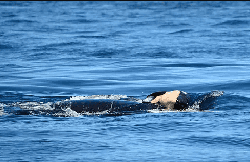 J35 and her calf. Photo by Dave Ellifrit, Center for Whale Research.