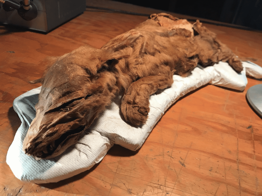 The wolf pup remains uncovered near Dawson, Yukon. Photograph: Government of Yukon.