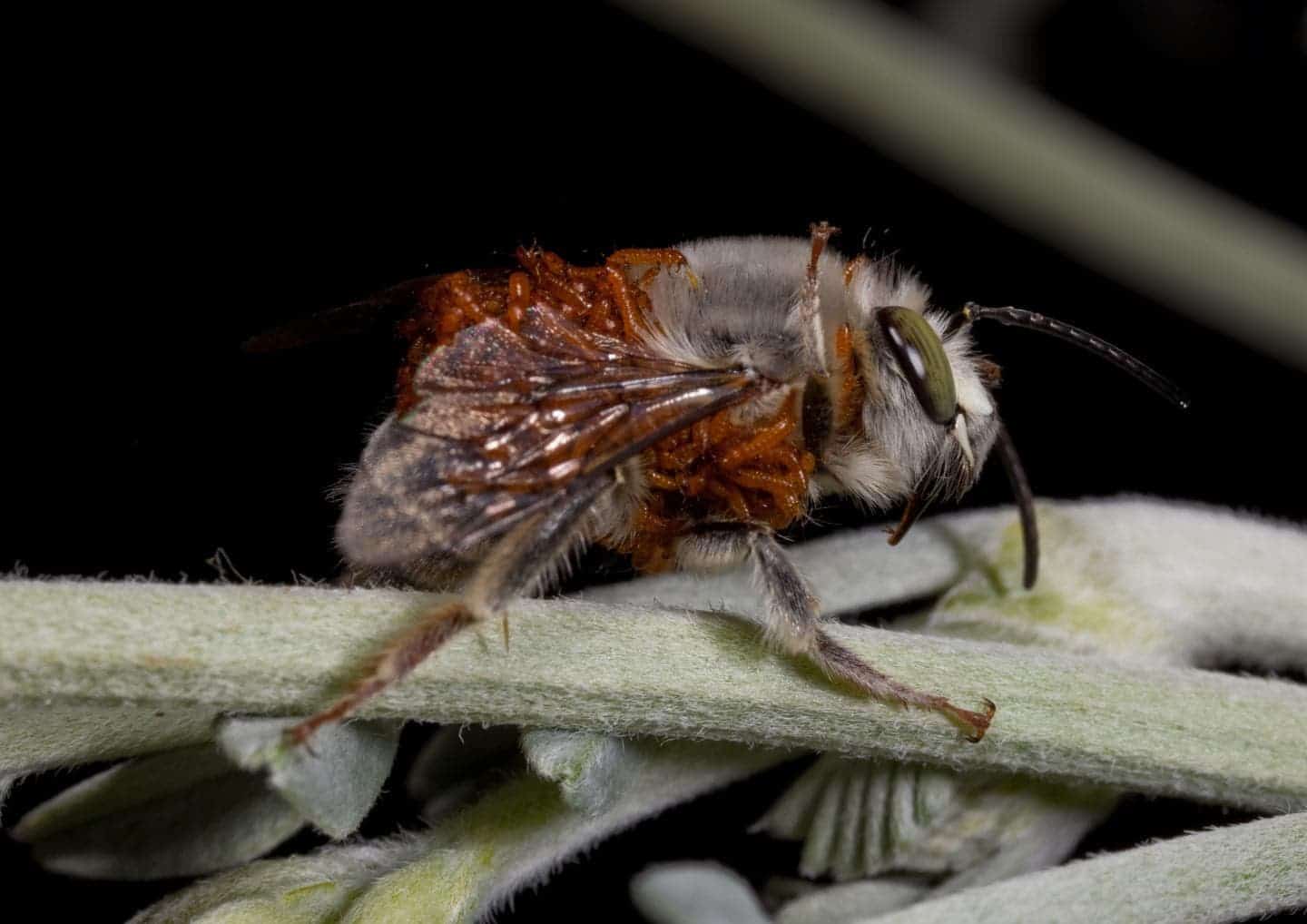 A male digger bee (Habropoda pallida) from the Mojave Desert covered with Meloe franciscanus triungulins (larvae). Credit: Leslie Saul-Gershenz.