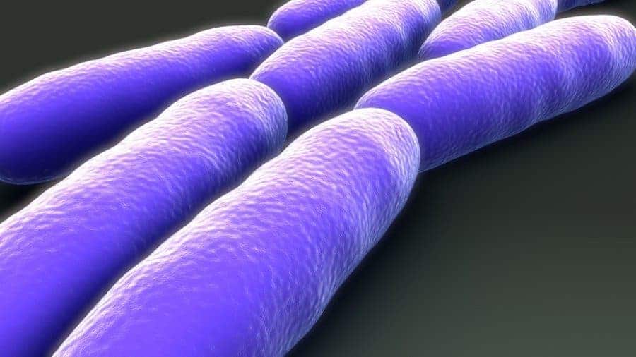 E.coli rendering.