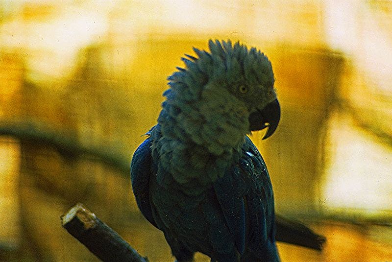 Adult Spix's macaw in Vogelpark Walsrode, Germany in 1980. Credit: Wikimedia Commons. 
