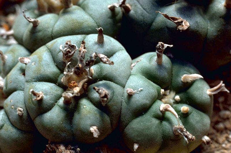 Peyote cactus. Credit: Wikimedia Commons.