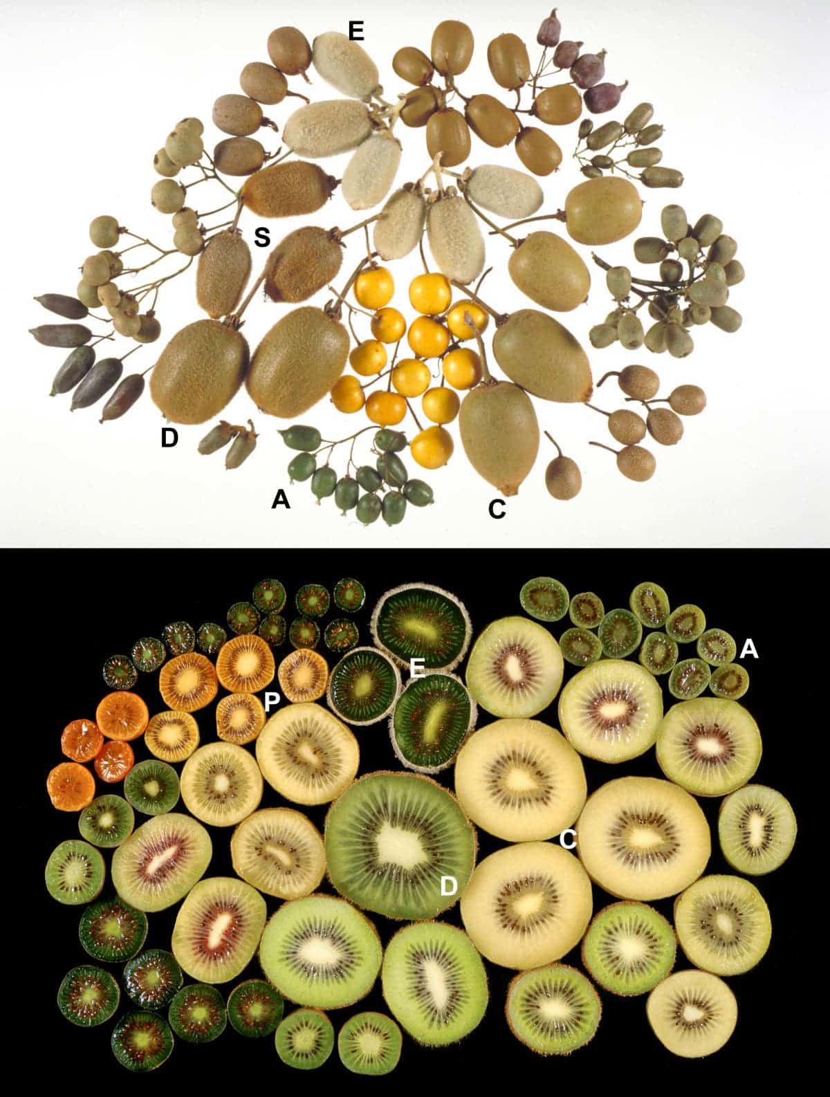 Fruits of different kiwi species.