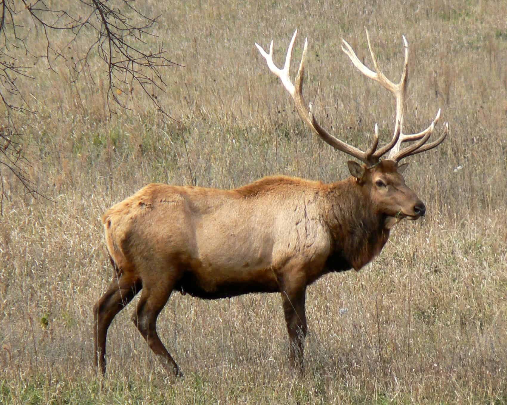 A male elk's horns are an indication of strength and fertility, traits which are valued by potential mates.