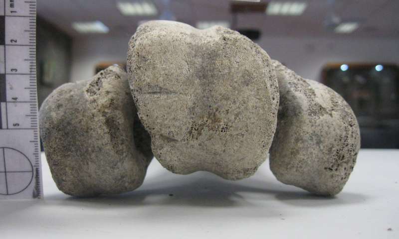 Disarticulation marks on the base of the tarsometatarsus. These cut marks were made when removing the toes from the foot. Credit: ZSL