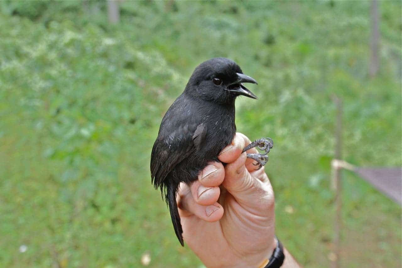 Mountain Sooty Boubous occupy high-elevation forests in Africa's Albertine Rift region. Related birds occupying mid-elevation forests were recently discovered to be a distinct species.