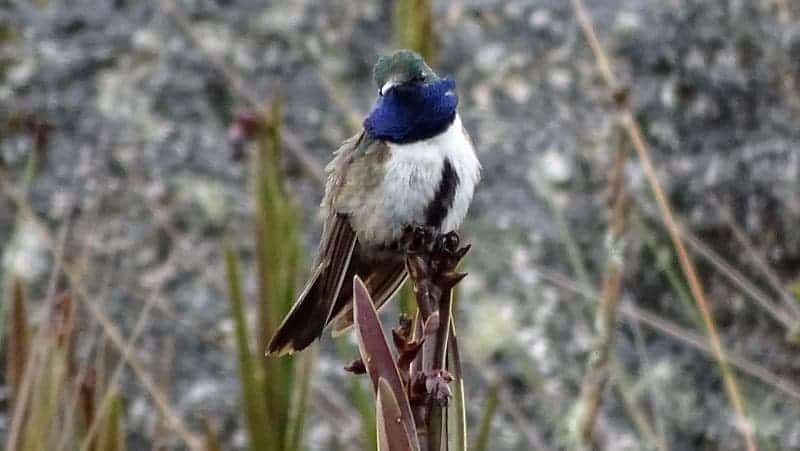 This photo of a previously unknown species of hummingbird led to the discovery of the critically endangered Blue-throated Hillstar. Credit: F. Sornoza.