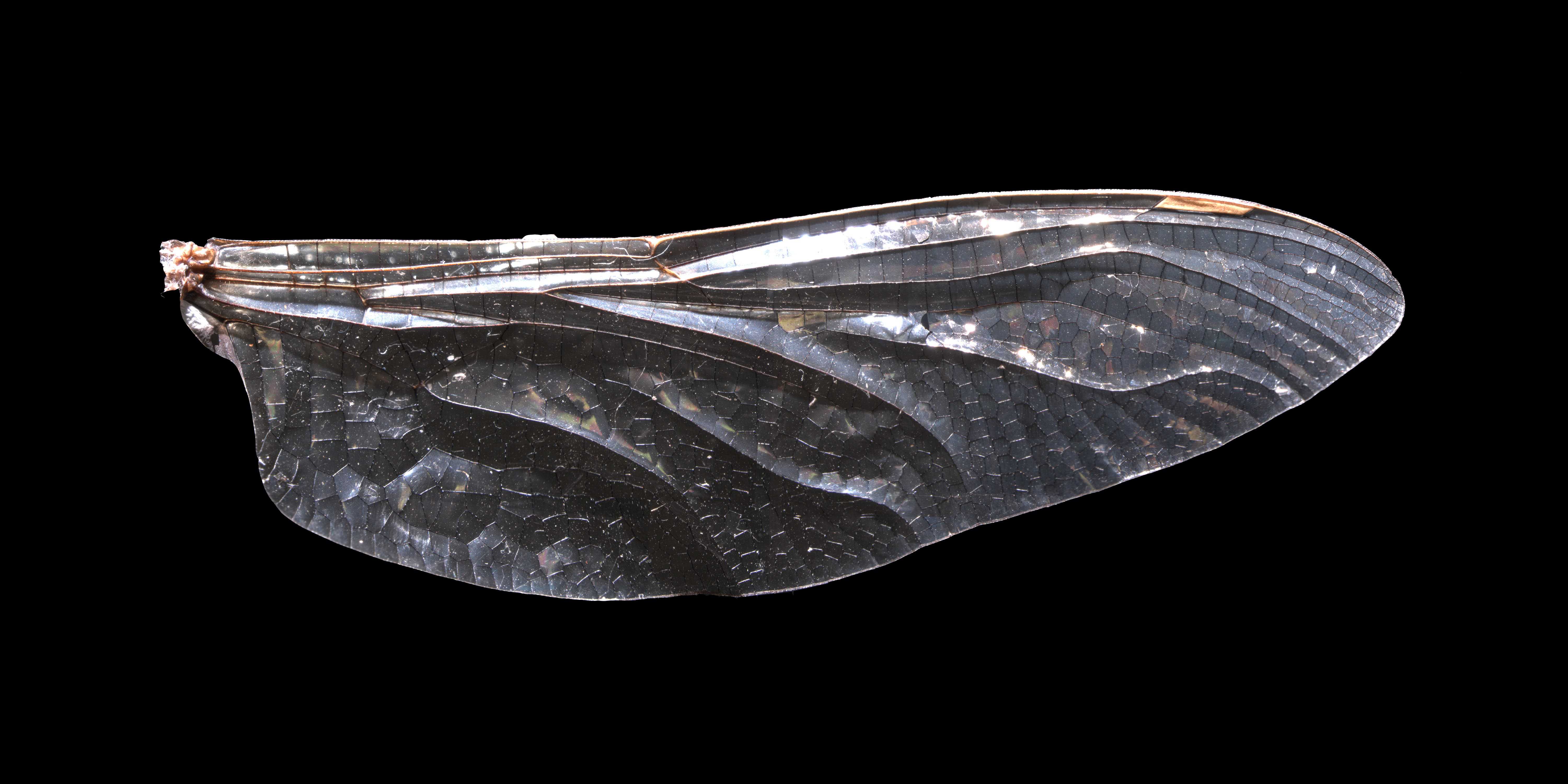 The hindwing of a dragonfly. Dragonflies are among a group of insect species that have a complex network of veins, partitioning the wing into hundreds or thousands of small, simple shapes. The shape and position of these secondary veins are endlessly variable, generating unique patterns on each individual wing. Image credits: Harvard University.