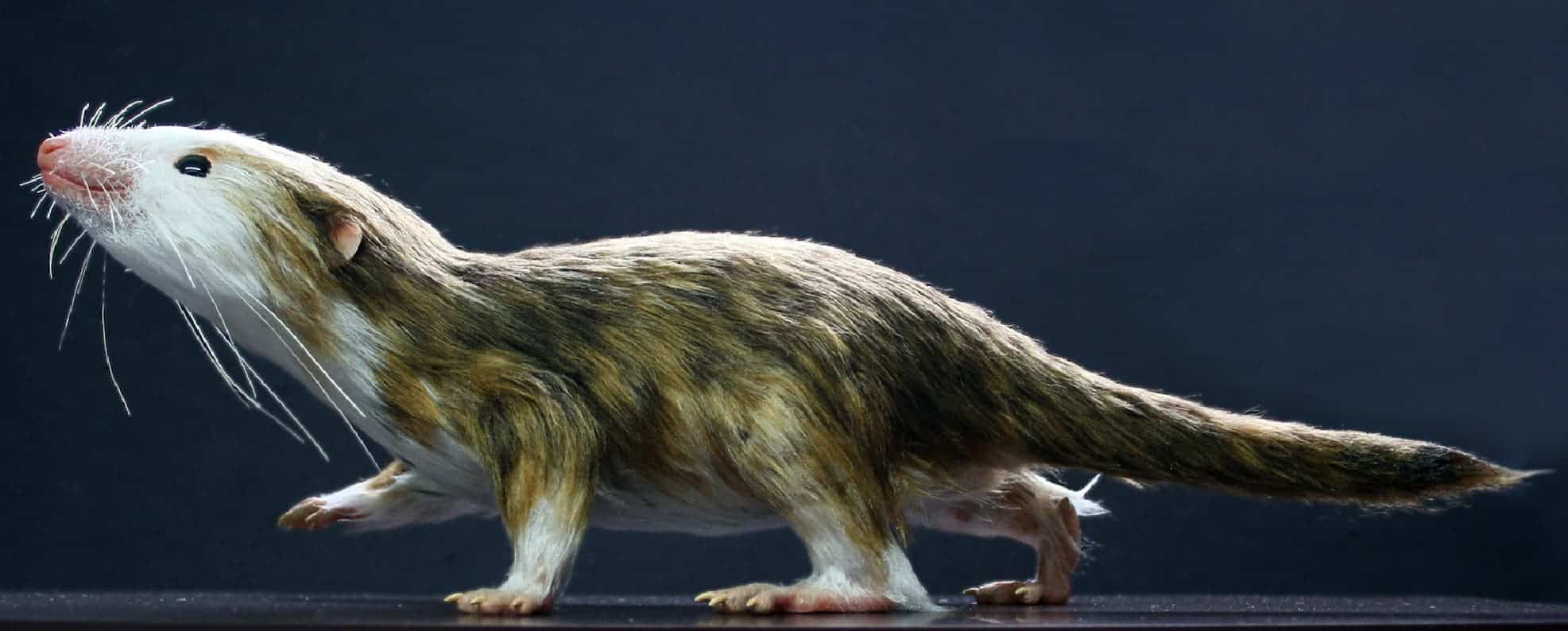 Mammaliaform Morgauncodon