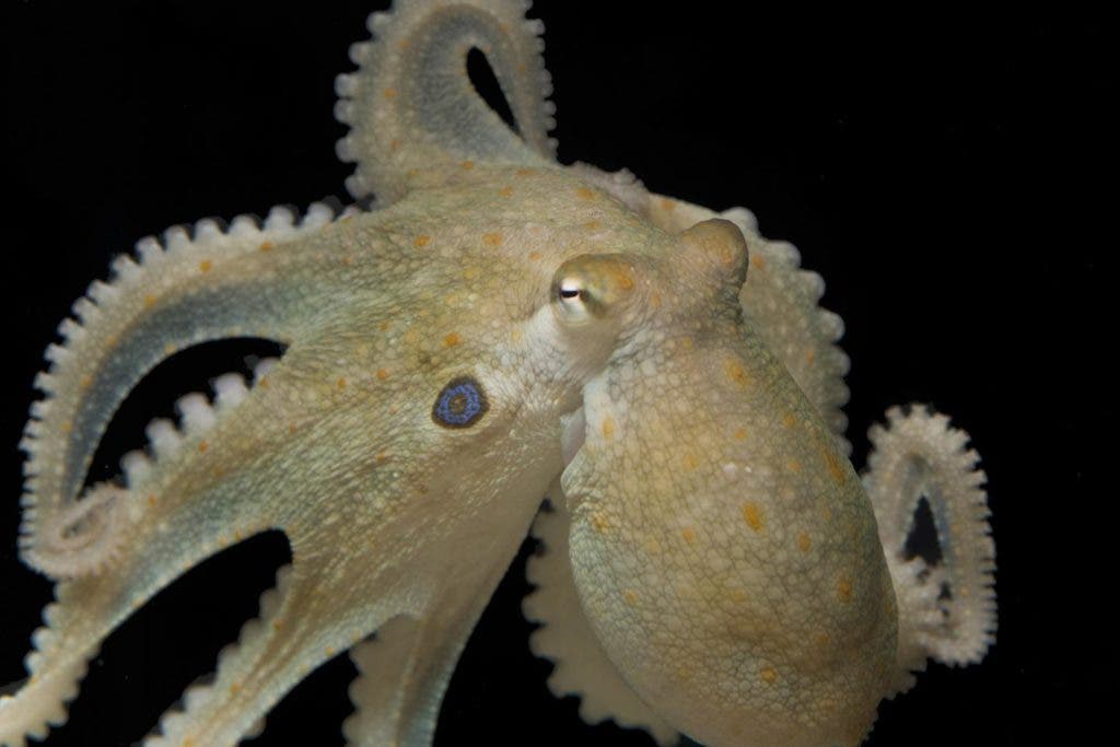 California two-spot octopus (O. bimaculoides). Credit: Thomas Kleindinst.