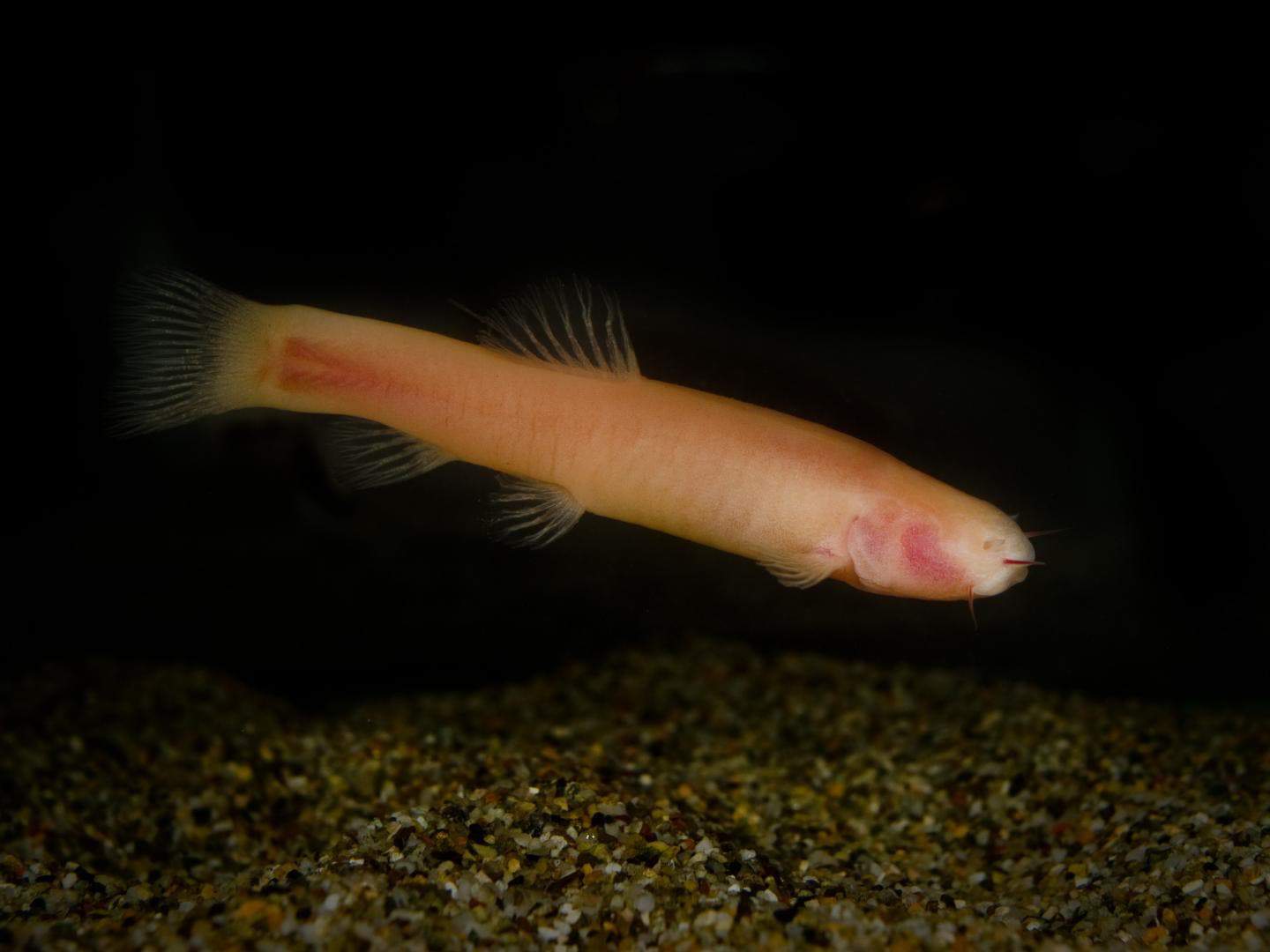 This image shows a Somalian blind cavefish that, after evolving for millions of years in darkness, has lost the capacity to harness light for repairing DNA. Image credits: Luca Scapoli / University of Ferrara.