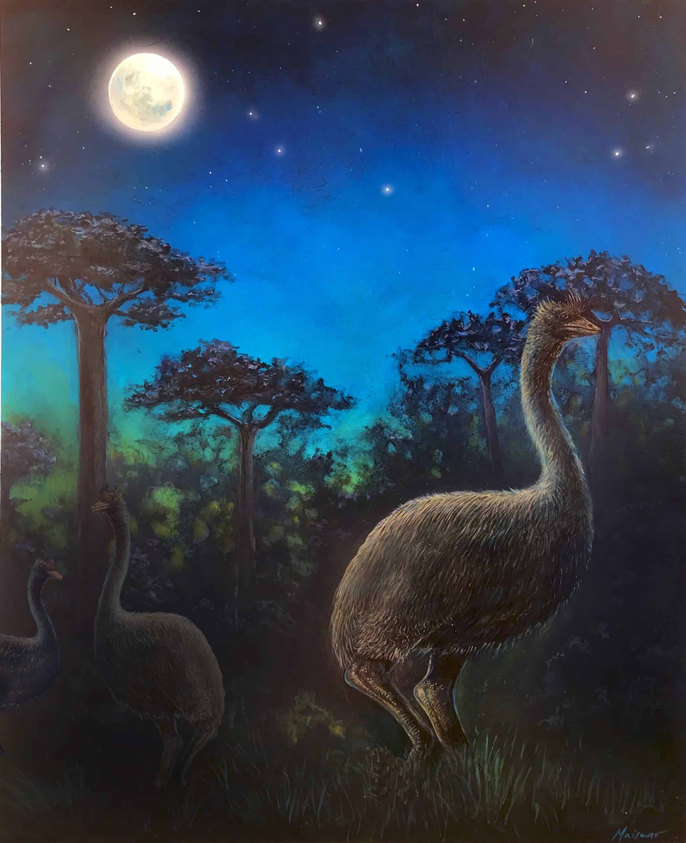 Giant nocturnal elephant birds are depicted foraging in the ancient forests of Madagascar at night. Image credits: John Maisano / University of Texas at Austin Jackson, School of Geosciences.
