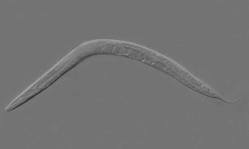Caenorhabditis elegans. Credit: Wikipedia