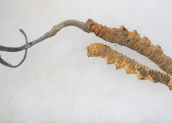 Cordyceps sinensis on caterpillars from collection of Womens collective, Munsiyari. Credit: Wikimedia Commons.