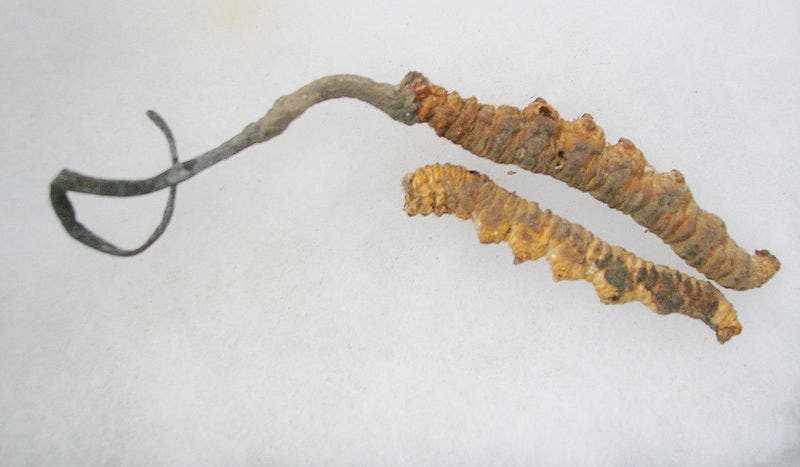 Cordyceps sinensis on caterpillars from collection of Womens collective, Munsiyari. Credit: Wikimedia Commons.