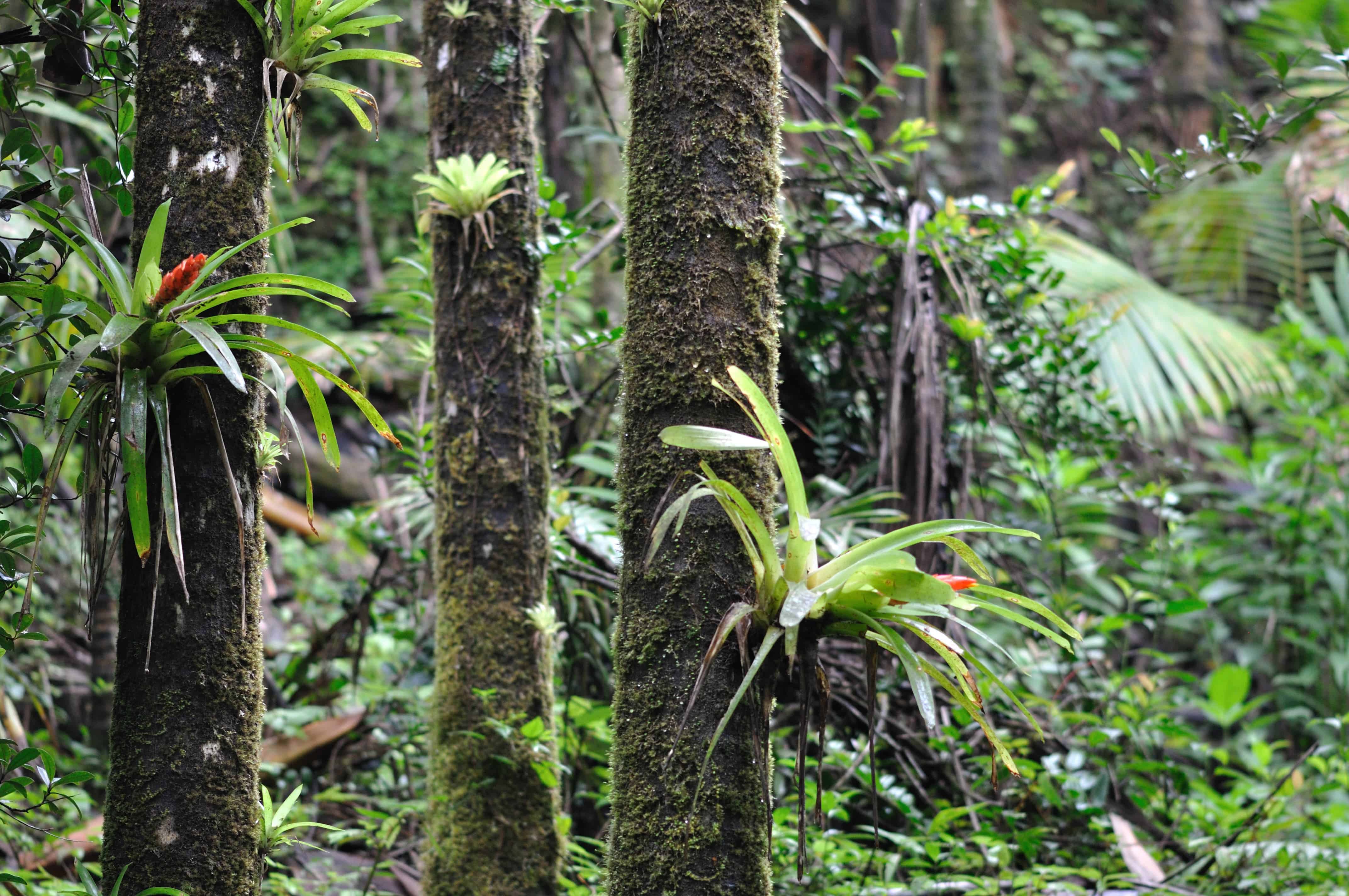 Bromeliads on tree trunks in the Luquillo rainforest, Puero Rico. Credit: Wikimedia Commons.