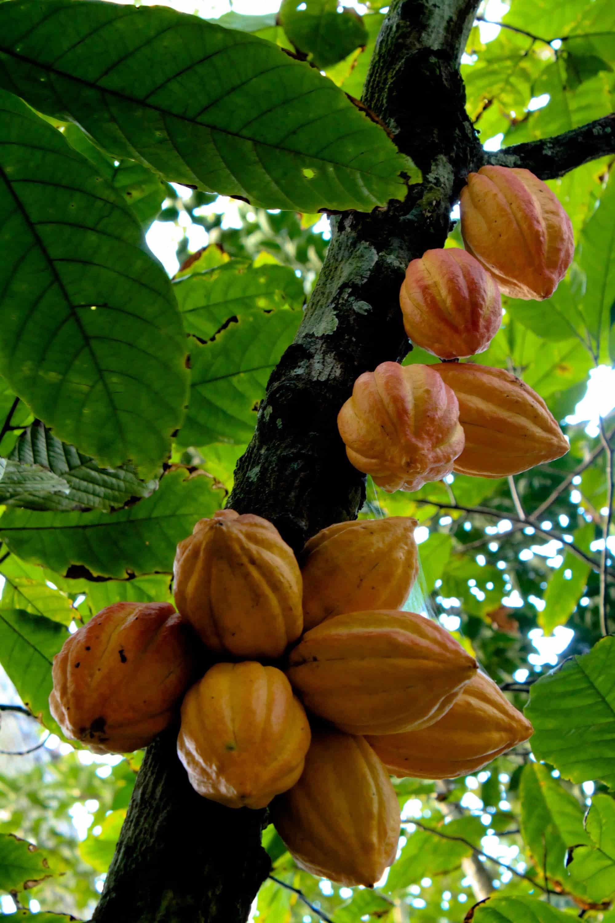 Cacao fruits. Image credits: Luisovalles.